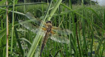 Venice Immersive 2023 | David Attenborough’s Conquest of the Skies: la recensione